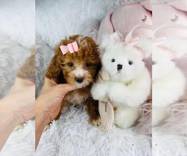 Medium Photo #13 Poodle (Toy) Puppy For Sale in THONOTOSASSA, FL, USA