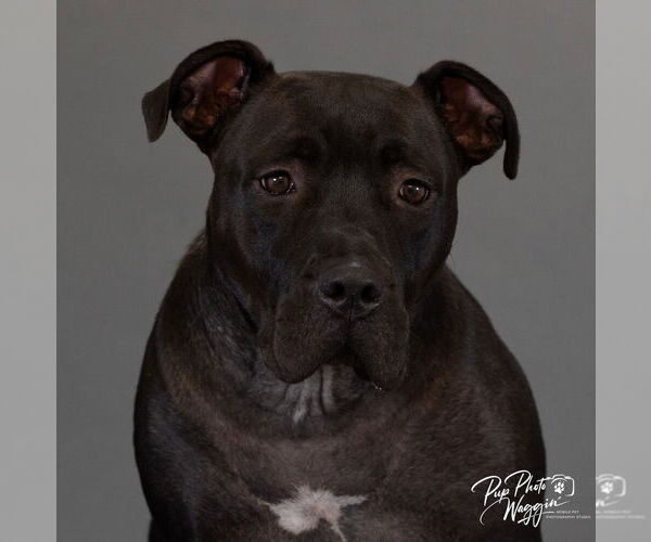Medium Photo #4 American Pit Bull Terrier-Unknown Mix Puppy For Sale in Claremore, OK, USA