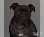 Small #3 American Pit Bull Terrier Mix