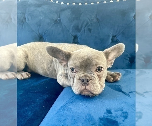 Medium Photo #10 French Bulldog Puppy For Sale in WEST HOLLYWOOD, CA, USA
