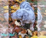 Small #1 Catahoula Leopard Dog