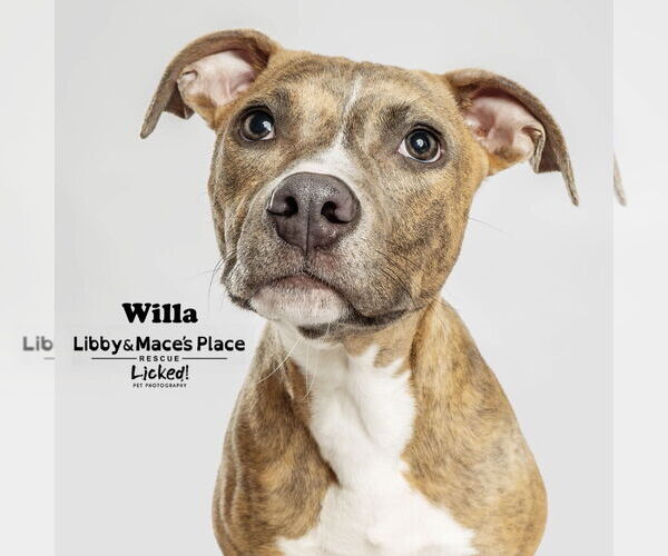 Medium Photo #6 Mutt Puppy For Sale in Mount Pleasant, SC, USA