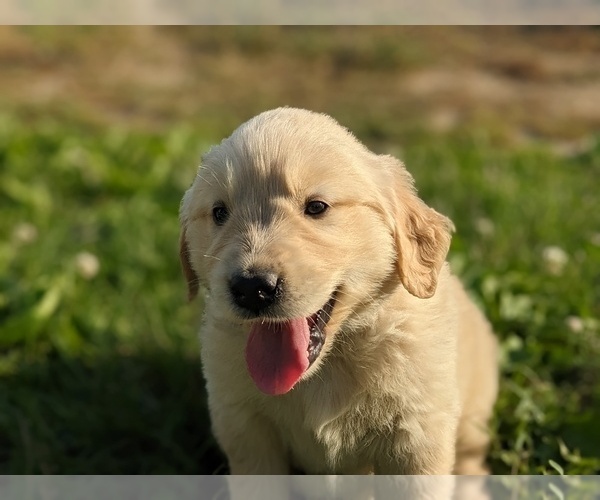Medium Photo #12 Golden Retriever Puppy For Sale in WOOSTER, OH, USA