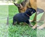 Small #15 German Shepherd Dog