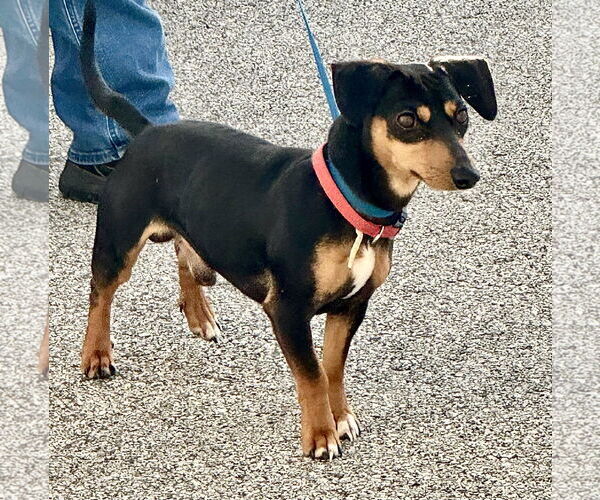 Medium Photo #2 Chiweenie Puppy For Sale in Pittsburgh, PA, USA