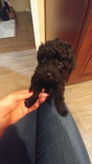 Poodle (Toy) Puppy for sale in LA HABRA, CA, USA