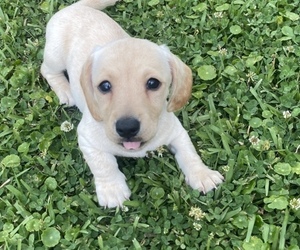 Dachshund Puppy for sale in DENHAM SPRINGS, LA, USA