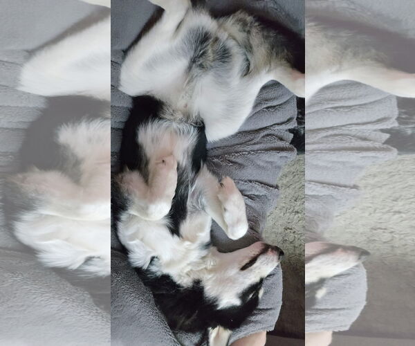 Medium Photo #3 Siberian Husky-Unknown Mix Puppy For Sale in Columbus, IN, USA