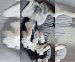 Small #2 Siberian Husky Mix