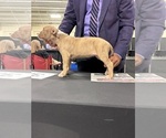 Puppy 5 American Bully