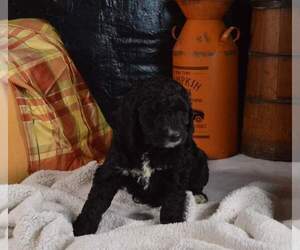 Goldendoodle Puppy for sale in CHILLICOTHE, OH, USA