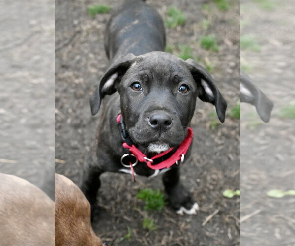 Medium Photo #1 Mastiff-Unknown Mix Puppy For Sale in Wakefield, RI, USA