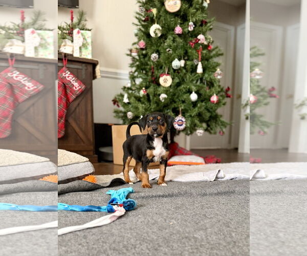 Medium Photo #13 Mutt Puppy For Sale in Holly Springs, NC, USA