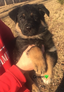Medium Photo #1 German Shepherd Dog Puppy For Sale in IRONTON, OH, USA