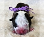 Puppy Lavender Collar Alapaha Blue Blood Bulldog