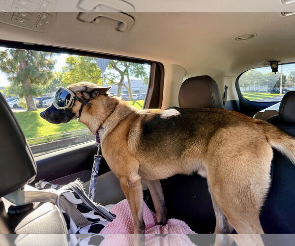 Medium Photo #4 German Shepherd Dog Puppy For Sale in Seal Beach, CA, USA