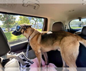 Gunther - Male German Shepherd Dog Dog for Adoption - Photo #4