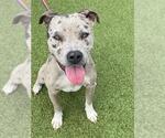 Small American Pit Bull Terrier Mix