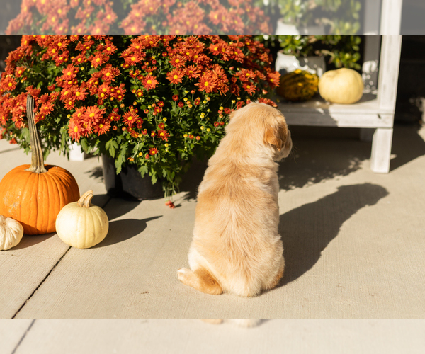 Medium Photo #4 Cocker-Pei Puppy For Sale in MILLERSBURG, IN, USA