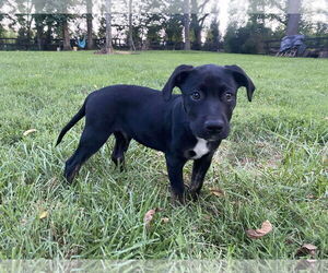 Labrador Retriever-Unknown Mix Dogs for adoption in Stephens City, VA, USA