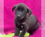 Small Labrador Retriever Mix