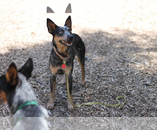 Medium Photo #3 Mutt Puppy For Sale in Paso Robles, CA, USA