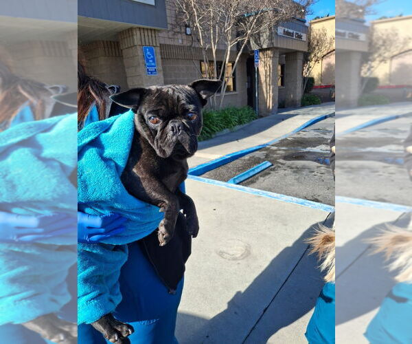 Medium Photo #5 French Bulldog-Unknown Mix Puppy For Sale in Lake Forest, CA, USA