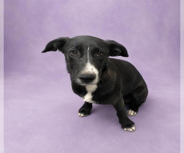 Medium Photo #2 Labrador Retriever-Unknown Mix Puppy For Sale in HESPERIA, CA, USA