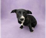 Small #1 Labrador Retriever Mix