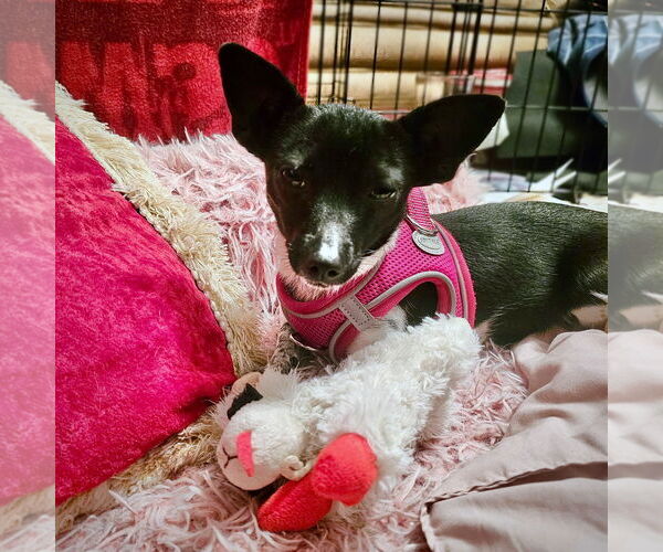 Medium Photo #4 Rat Terrier Puppy For Sale in Atlanta, GA, USA