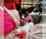 Small #3 Rat Terrier