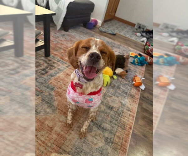 Medium Photo #1 - Mix Puppy For Sale in Curwensville, PA, USA