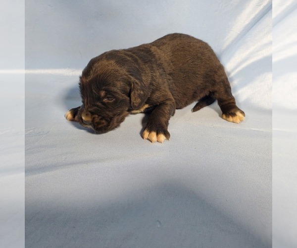 Medium Photo #6 Golden Mountain Dog Puppy For Sale in BLACK FOREST, CO, USA