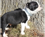 Small #10 Boston Terrier