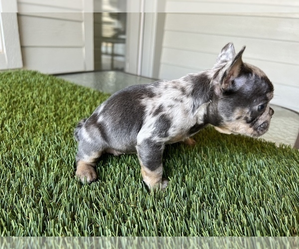 Medium Photo #6 French Bulldog Puppy For Sale in CYPRESS, TX, USA
