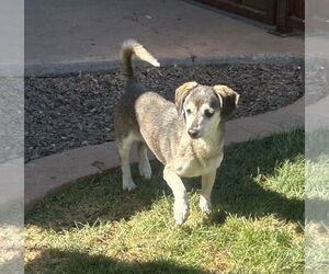 Dachshund-Unknown Mix Dogs for adoption in Phoenix, AZ, USA