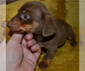 Dachshund Puppy for sale in YELLVILLE, AR, USA
