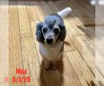 Small Poodle (Miniature) Mix