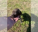 Small Photo #15 German Shorthaired Pointer Puppy For Sale in ELIZABETH CITY, NC, USA