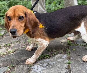 Beagle-Unknown Mix Dogs for adoption in Warrenton, VA, USA