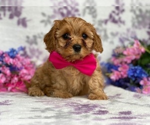 Cavapoo Puppy for sale in LANCASTER, PA, USA
