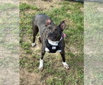 Small #1 American Pit Bull Terrier Mix