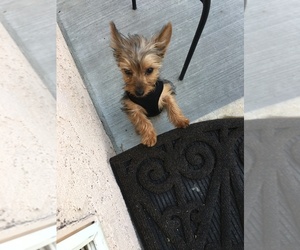 Yorkshire Terrier Puppy for sale in SPANISH SPGS, NV, USA