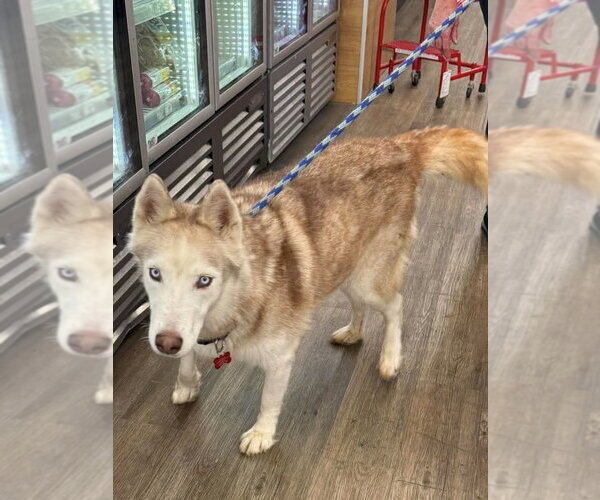 Medium Photo #2 Siberian Husky Puppy For Sale in Cedar Crest, NM, USA