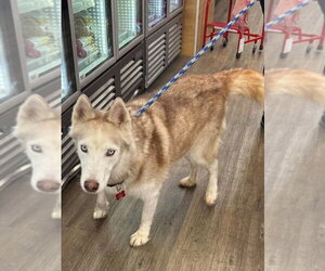 Roscoe - Male Siberian Husky Dog for Adoption - Photo #2