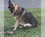 Small #1 German Shepherd Dog