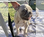Small Photo #4 French Bulldog Puppy For Sale in FRESNO, CA, USA
