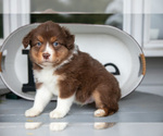 Small #1 Australian Shepherd