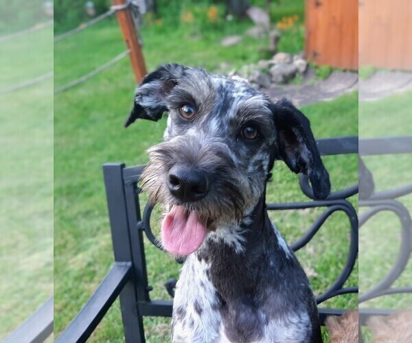 Medium Photo #4 Labradoodle Puppy For Sale in MILLVILLE, MN, USA