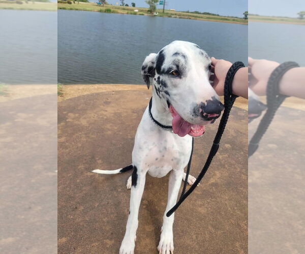 Medium Photo #4 Great Dane Puppy For Sale in Bullard, TX, USA